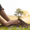 Plantation d’un arbuste dans un espace vert